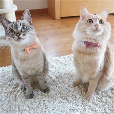 ベッドと同化する猫ちゃん