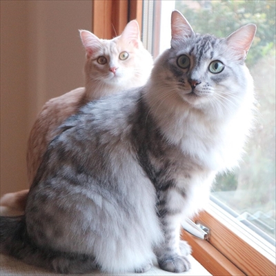 ベッドと同化する猫ちゃん