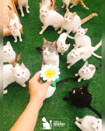 おもちゃと猫ちゃんたち