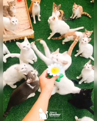 おもちゃと猫ちゃんたち