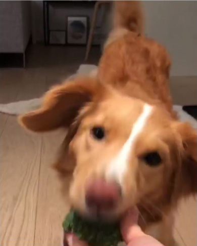 moxiethetoller