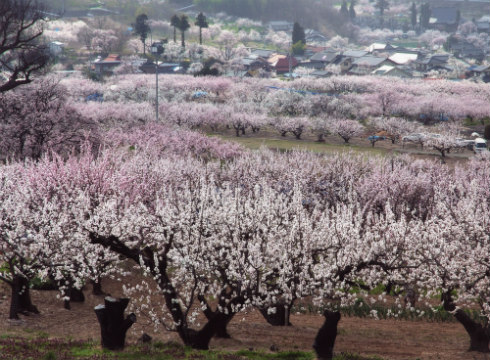 Sho-Comi 4月の君、スピカ。 杉山美和子 FANTASTICS from  EXILE TRIBE 佐藤大樹 福原遥