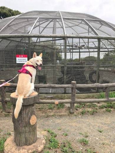 カッパが怖い犬