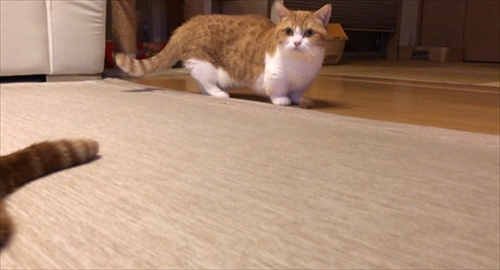 茶太郎きなこの短足日記