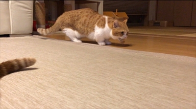 茶太郎きなこの短足日記