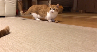 茶太郎きなこの短足日記