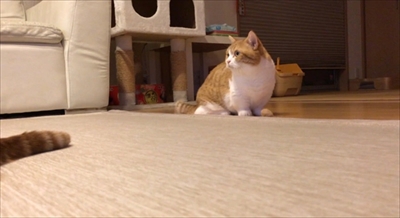 茶太郎きなこの短足日記