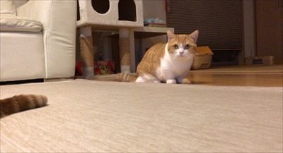 茶太郎きなこの短足日記