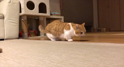 茶太郎きなこの短足日記