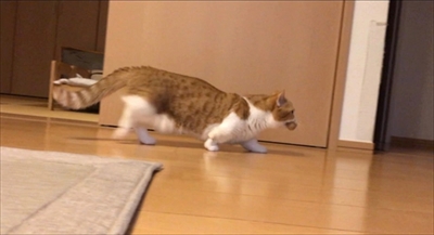 茶太郎きなこの短足日記