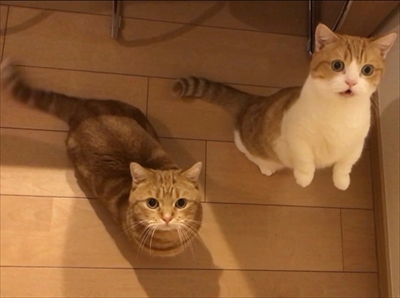 茶太郎きなこの短足日記