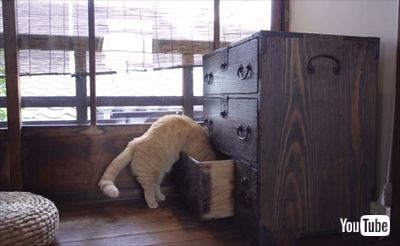 きょうの、みゃーこ