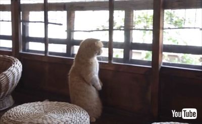 きょうの、みゃーこ