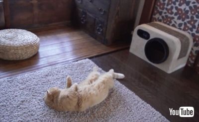 きょうの、みゃーこ