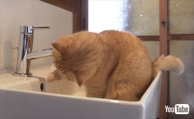 きょうの、みゃーこ