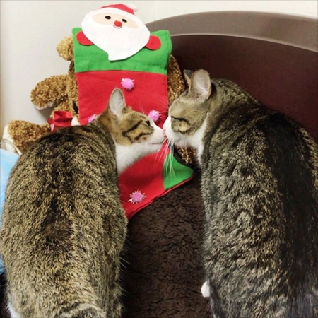 猫のすずめちゃん