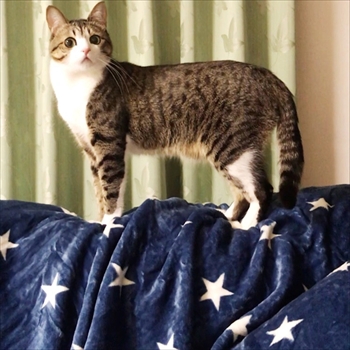 猫のすずめちゃん