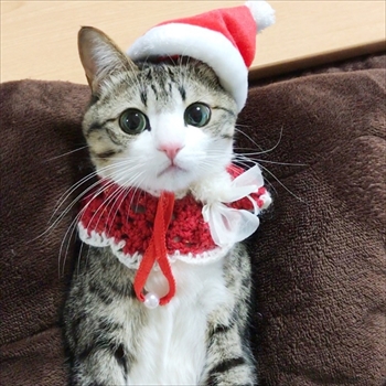 猫のすずめちゃん