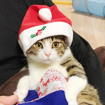 猫のすずめちゃん