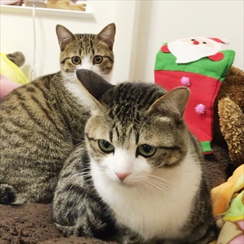 猫のすずめちゃん