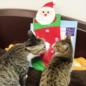 猫のすずめちゃん