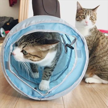 猫のすずめちゃん