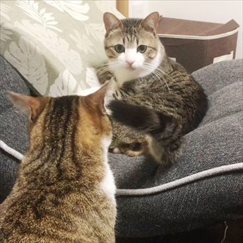 猫のすずめちゃん