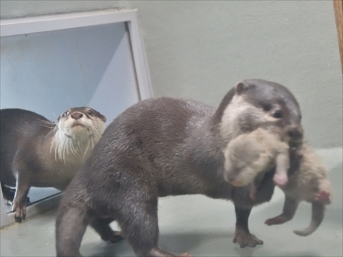 サンシャイン水族館　コツメカワウソ誕生