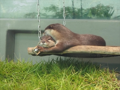 サンシャイン水族館　コツメカワウソ誕生