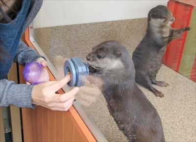 サンシャイン水族館　コツメカワウソ誕生
