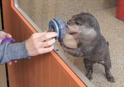 サンシャイン水族館　コツメカワウソ誕生
