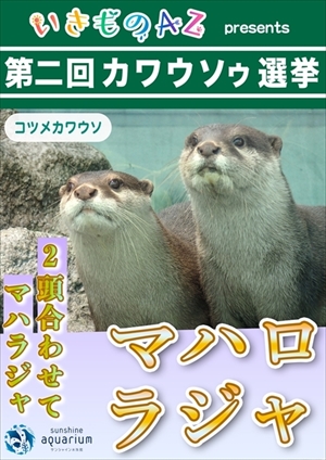 サンシャイン水族館　コツメカワウソ誕生