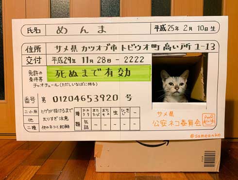 猫 免許証 ダンボール なめ猫