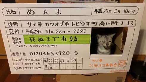 猫 免許証 ダンボール なめ猫