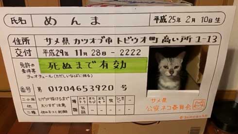 猫 免許証 ダンボール なめ猫