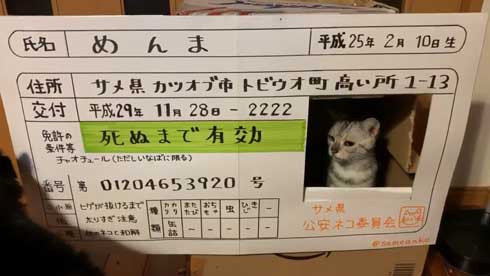 猫 免許証 ダンボール なめ猫
