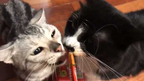 猫 免許証 ダンボール なめ猫