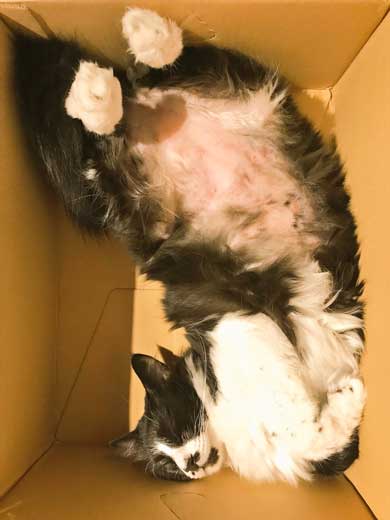 猫 免許証 ダンボール なめ猫