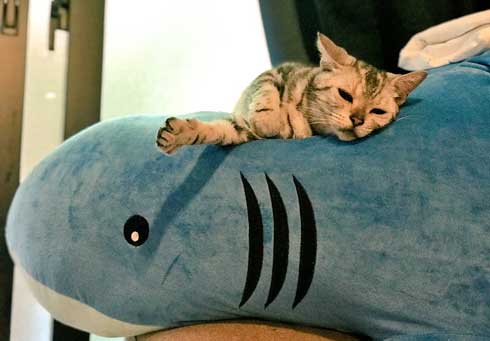 猫 免許証 ダンボール なめ猫