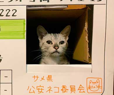 猫 免許証 ダンボール なめ猫
