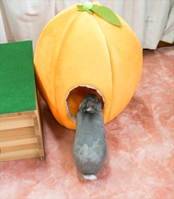 うさぎのふうた