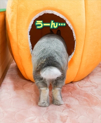 うさぎのふうた