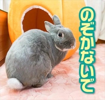 うさぎのふうた