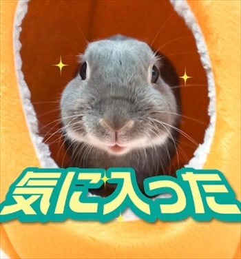 うさぎのふうた