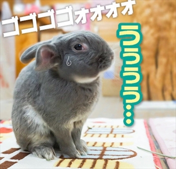 うさぎのふうた
