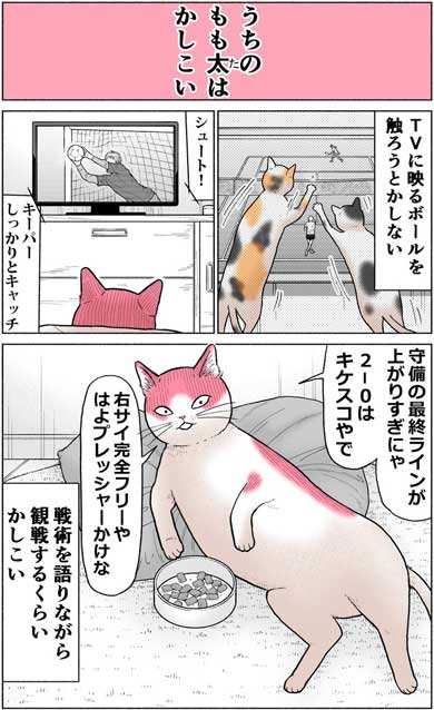 かしこい 猫 もも太 ギャル 漫画 中田あも Twitter 関西弁