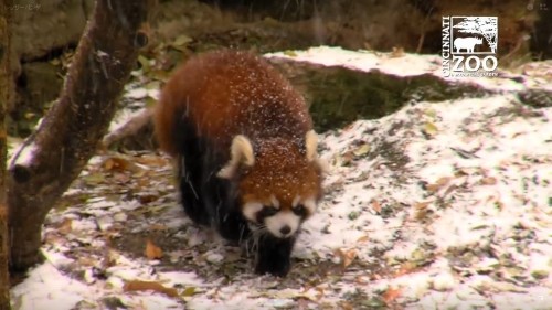 雪の中のレッサーパンダ