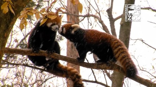 雪の中のレッサーパンダ