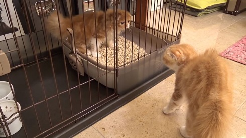 まるおともふこ