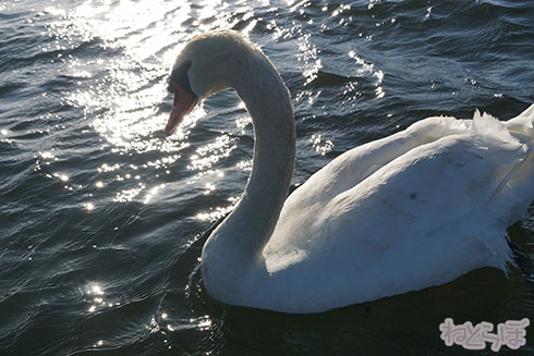 ロケ地探訪 ロケ地巡り 避雷針 平手友梨奈 欅坂46